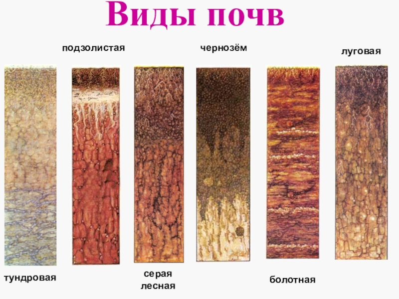 Презентация по окружающему миру Земля - кормилица. Почвы России Виды почвтундроваяподзолистаясерая леснаячернозёмболотнаялуговая Виды почвтундроваяподзолистаясерая леснаячернозёмболотнаялуговая