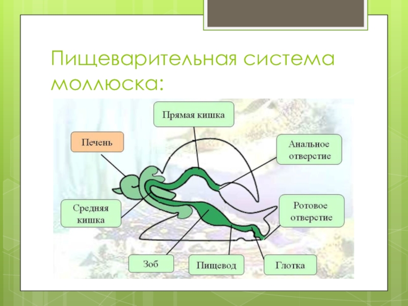 Пищеварительная у моллюсков. Пищеварительная система членистоногих и моллюсков. Пищеварительная система ракообразных. Пищеварительная система моллюсков схема. Пищеварительная система ракообразных схема.