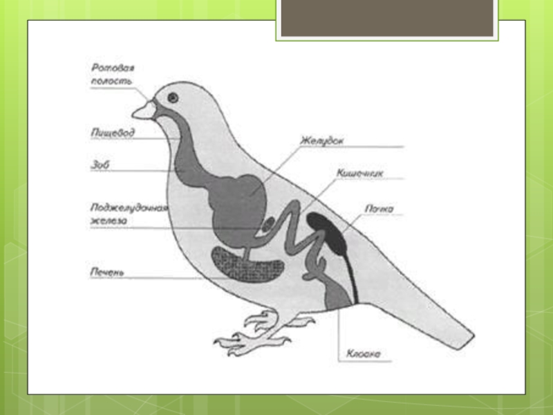 Внутреннее строение голубя рисунок
