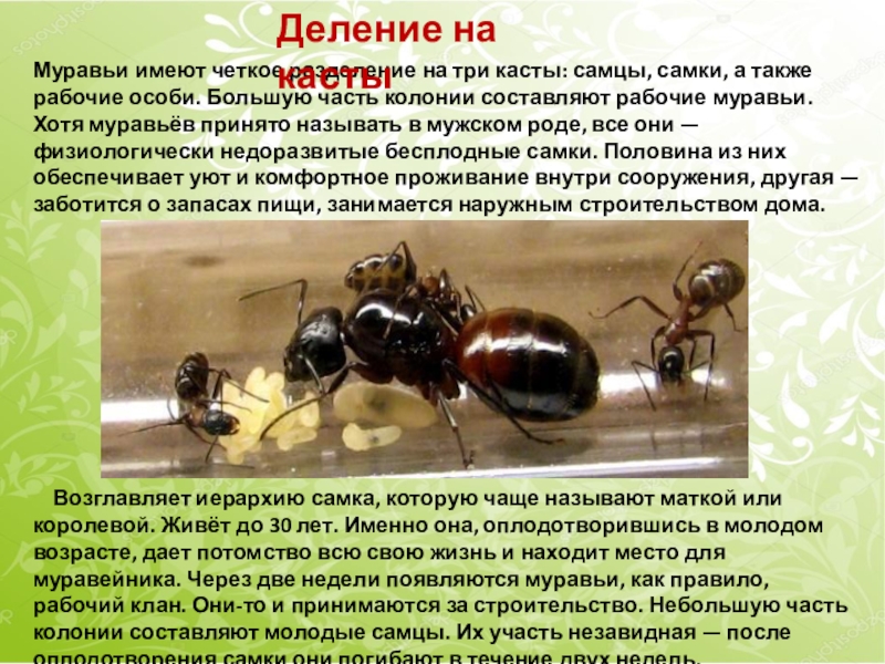 Рабочие особи. Касты муравьев. Касты муравьев в муравейнике. Иерархия муравьев. Рабочие особи муравьев.