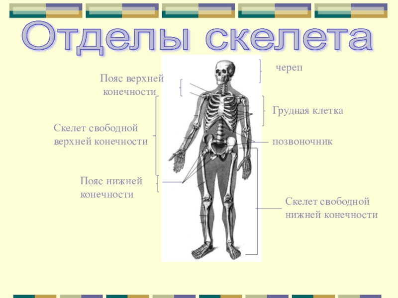 Презентация на тему скелет