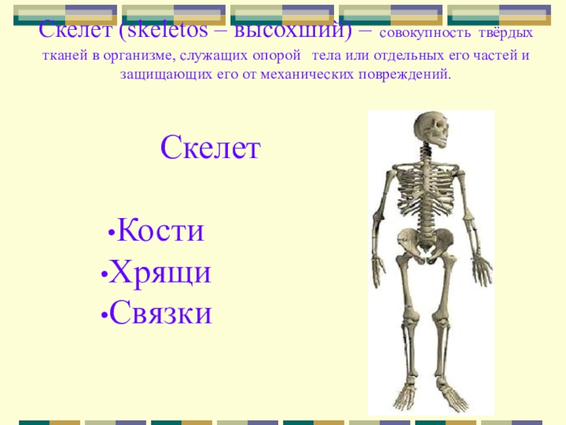 Служил организмом