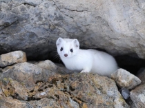 Презентация по окружающему миру Горностай