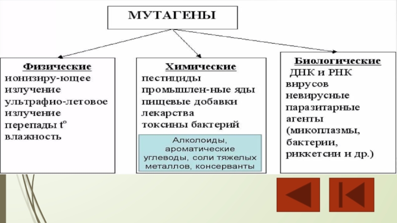 Мутагены проект по биологии