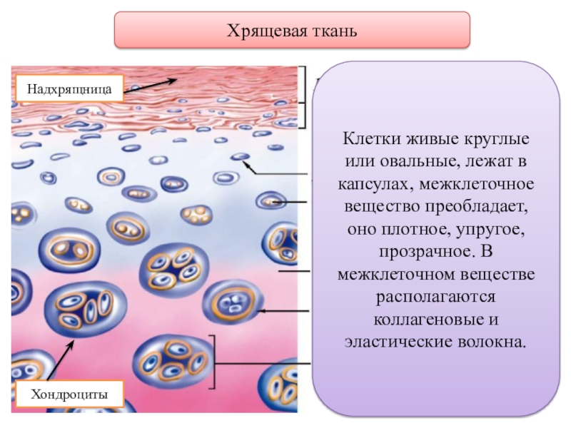 Хрящевая ткань презентация