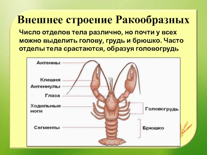 Чем отличается внешнее строение. Класс ракообразные отделы тела. Строение тела отделы тела класс ракообразные. Внешнее строение ракообразных. Строение головогруди ракообразных.