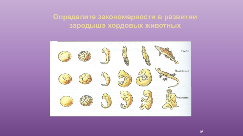 Рассмотрите рисунок 193 укажите особенности развития зародыша млекопитающих кратко