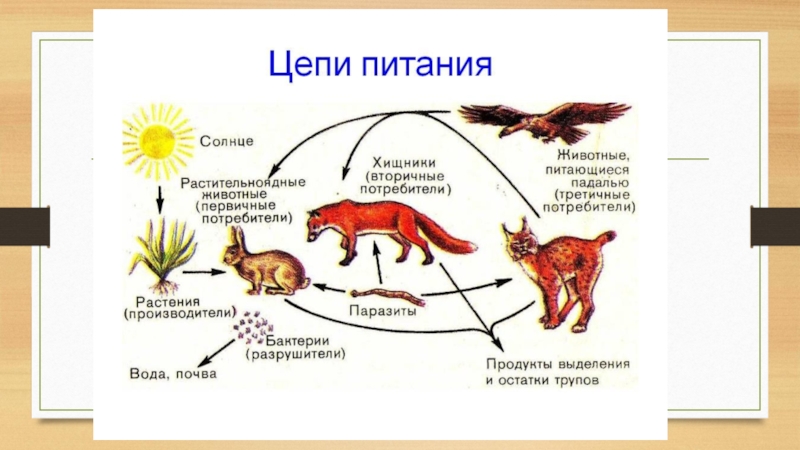 Картинки цепи питания животных