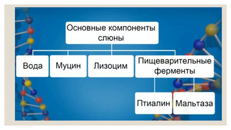 Самого основного. Основные компоненты слюны. Основные элементы слюны. Основные составляющие слюны. Важные компоненты слюны.