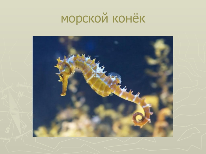 Проект морской конек