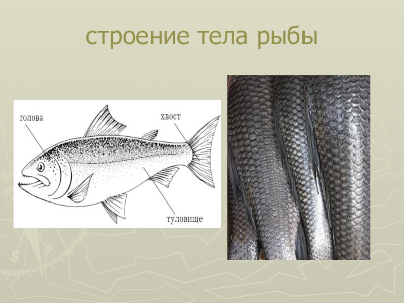 Какое тело у рыб. Строение тела рыбы. Туловище рыбы. Строение тела рыбы рыбы. Голова туловище хвост у рыбы.