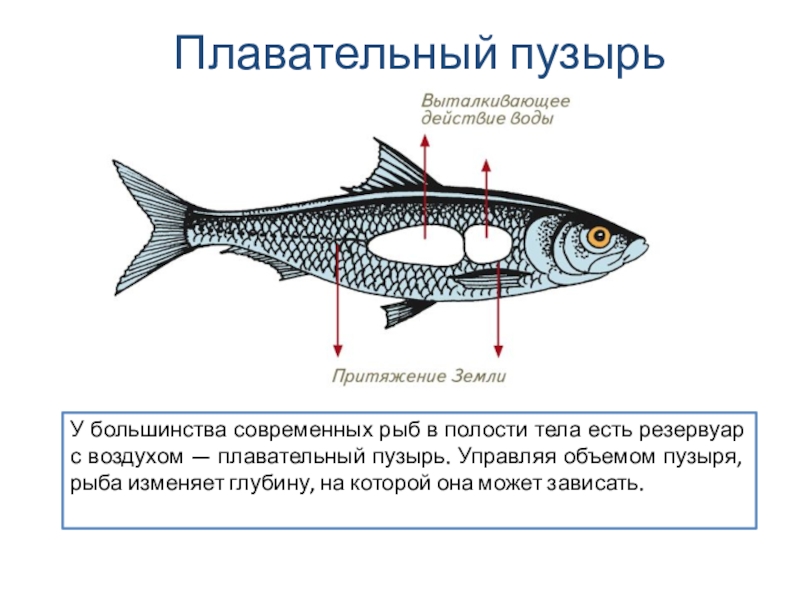 Форель внутренности строение картинки