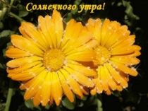 Презентация к уроку русского языка на тему Имя существительное. Обобщение. (4 класс)