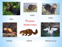 Презентация По заповедным тропам Республики Коми(редкие животные)