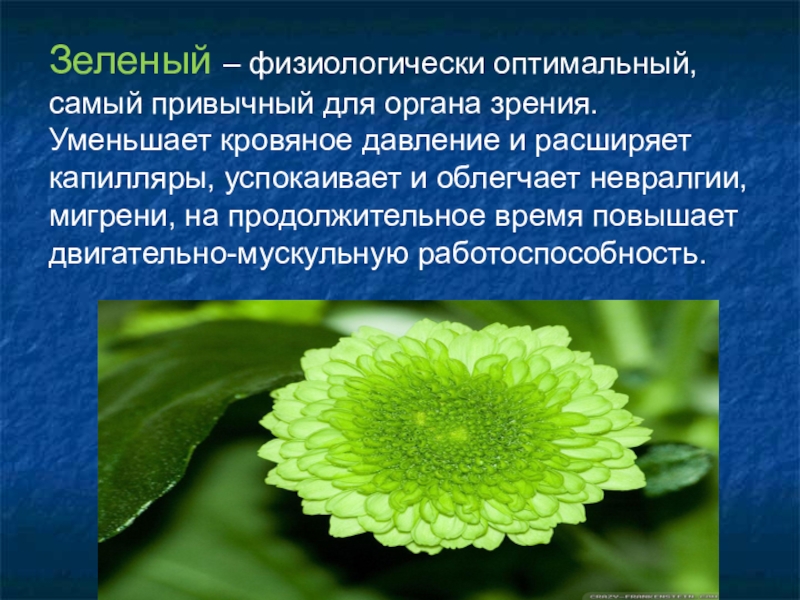 Зеленый цвет как влияет. Влияние зелёного цвета на работоспособность. Как зеленый цвет влияет на человека.