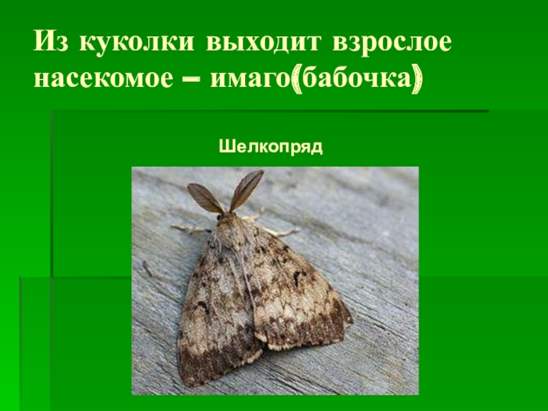 Презентация к занятию по окружающему миру: Бабочки. Из куколки выходит взрослое насекомое – имаго(бабочка)Шелкопряд Из куколки выходит взрослое насекомое – имаго(бабочка)Шелкопряд