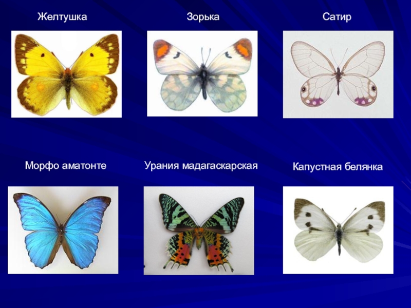 Презентация к занятию по окружающему миру: Бабочки. ЖелтушкаЗорькаСатирМорфо аматонтеУрания мадагаскарскаяКапустная белянка ЖелтушкаЗорькаСатирМорфо аматонтеУрания мадагаскарскаяКапустная белянка