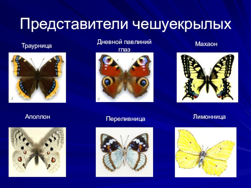 Презентация к занятию по окружающему миру: Бабочки. Представители чешуекрылыхТраурницаДневной павлиний глазМахаонАполлонПереливницаЛимонница Представители чешуекрылыхТраурницаДневной павлиний глазМахаонАполлонПереливницаЛимонница