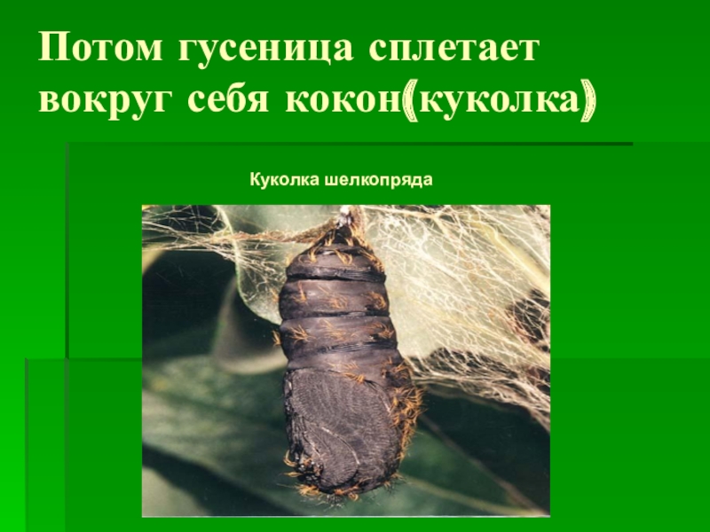 Презентация к занятию по окружающему миру: Бабочки. Потом гусеница сплетает вокруг себя кокон(куколка)Куколка шелкопряда Потом гусеница сплетает вокруг себя кокон(куколка)Куколка шелкопряда