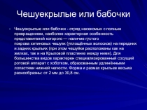 Презентация к занятию по окружающему миру: Бабочки.