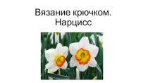 Презентация : Вязание крючком. Нарцисс.
