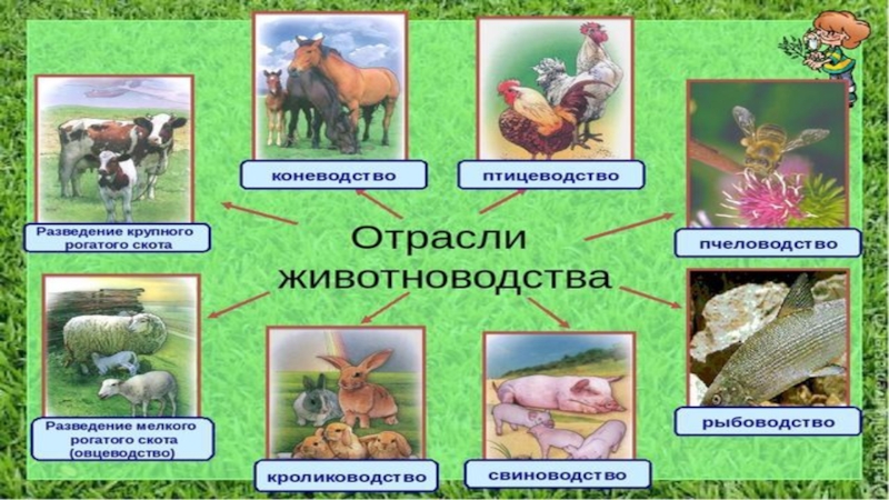 Окр мир животноводство тест. Отрасли животноводства в Крыму. Отрасли животноводства в нашем крае. Проект отрасли животноводства. Животноводство презентация.