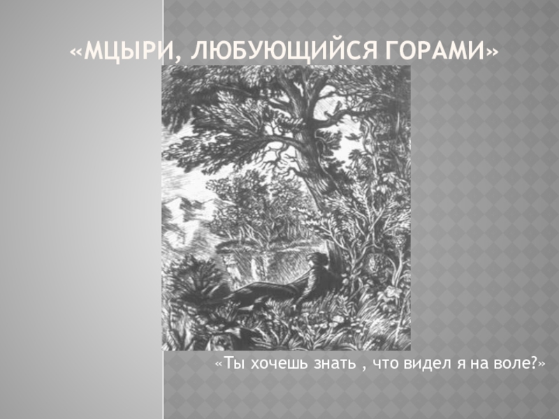 Образ Мцыри в иллюстрациях художников 20 века. «Мцыри, любующийся горами» «Ты хочешь знать , что видел я на воле?» «Мцыри, любующийся горами» «Ты хочешь знать , что видел я на воле?»