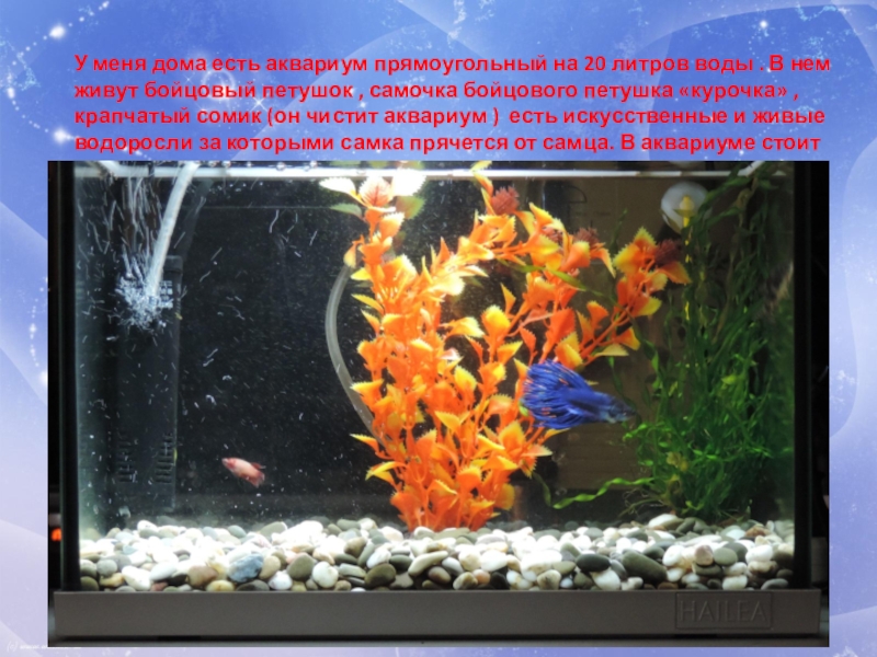 Какие организмы живут в аквариуме. Аквариум для презентации. Сообщение про аквариум. Мой аквариум с рыбками. Сомик в аквариуме для презентации.