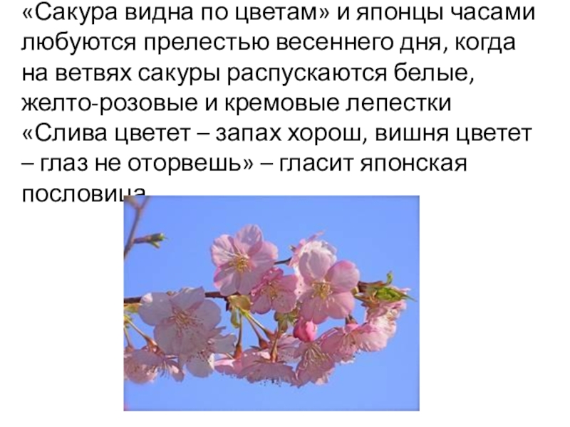 «Сакура видна по цветам» и японцы часами любуются прелестью весеннего дня, когда на ветвях сакуры распускаются белые,