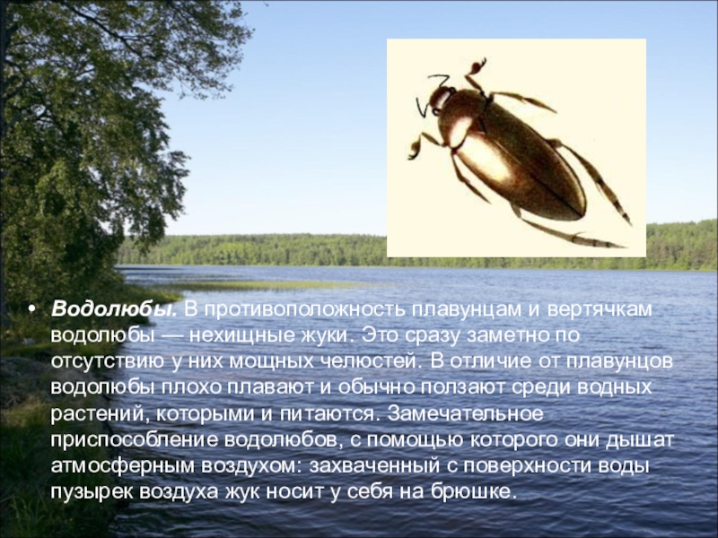 Доклад: Водные жуки