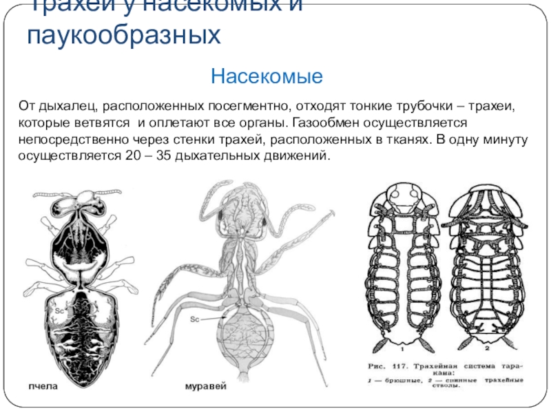 В чем особенность трахейного дыхания