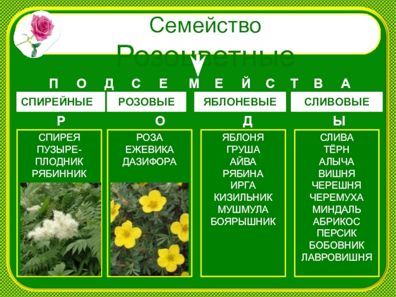 Презентация на тему семейство розоцветные