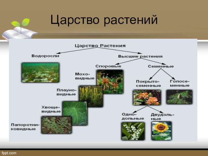5 основных групп растений. Царство растений 5 класс биология. Представители царства растений 5 класс биология. Представители царства рас. Царство растений делится на.