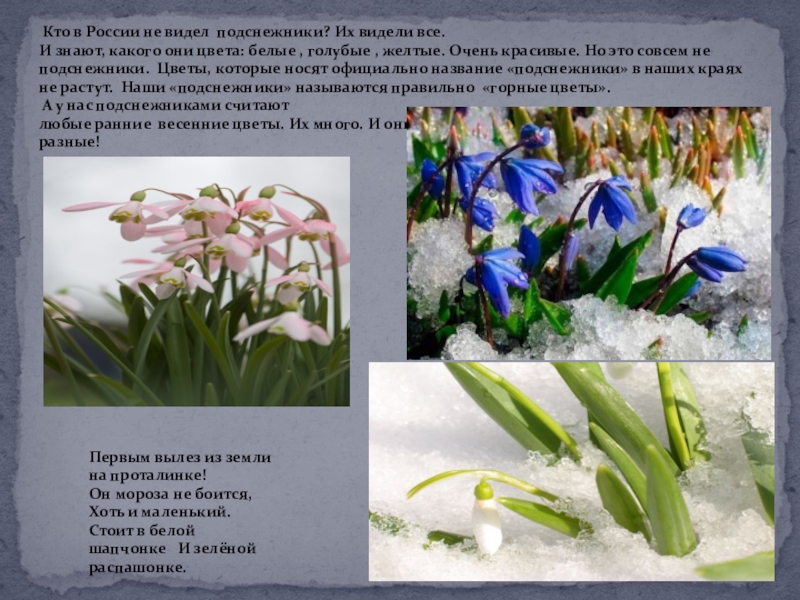 Ты мне нужен... Сохраним первоцветы Кто в России не видел подснежники? Их видели все. И Кто в России не видел подснежники? Их видели все. И знают, какого они цвета: белые ,