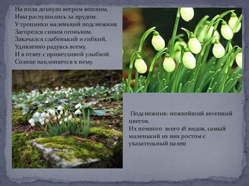 Ты мне нужен... Сохраним первоцветы На поля дохнуло ветром вешним, Ивы распушились за прудом. У тропинки На поля дохнуло ветром вешним, Ивы распушились за прудом. У тропинки маленький подснежник Загорелся синим огоньком. Закачался