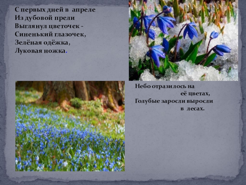 Ты мне нужен... Сохраним первоцветы С первых дней в апреле Из дубовой прели Выглянул цветочек - С первых дней в апреле Из дубовой прели Выглянул цветочек - Синенький глазочек, Зелёная одёжка, Луковая ножка.