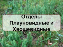 Презентация отдел хвощевидные и плауновидные