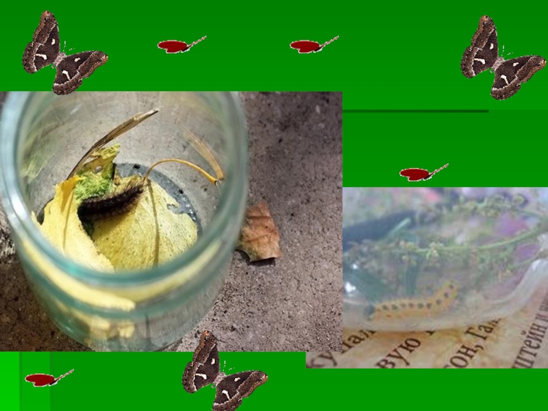 Презентация проектной работы по окружающему миру Чудо природы - бабочки (4 класс)