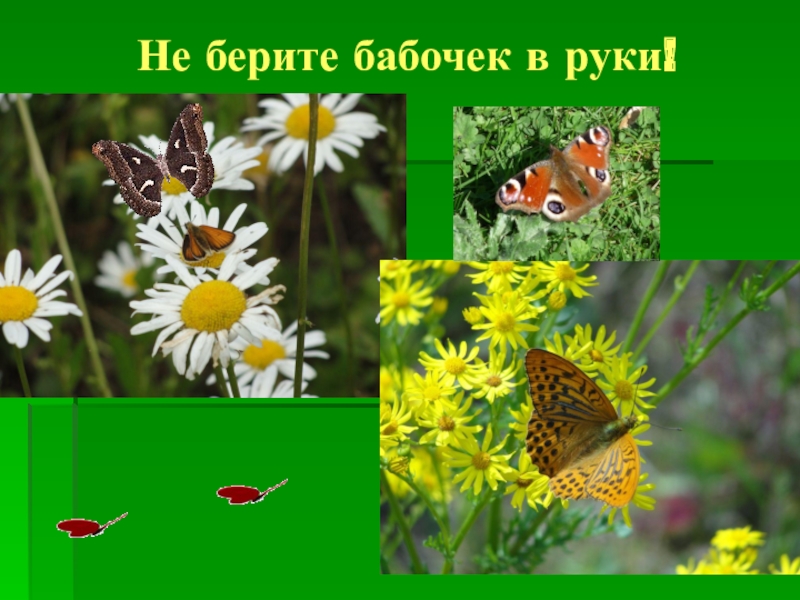 Презентация проектной работы по окружающему миру Чудо природы - бабочки (4 класс) Не берите бабочек в руки! Не берите бабочек в руки!
