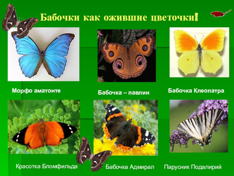 Презентация проектной работы по окружающему миру Чудо природы - бабочки (4 класс) Бабочки как ожившие цветочки!Морфо аматонтеБабочка – павлинБабочка Клеопатра Красотка Бломфильда Бабочка АдмиралПарусник Подалирий Бабочки как ожившие цветочки!Морфо аматонтеБабочка – павлинБабочка Клеопатра Красотка Бломфильда Бабочка АдмиралПарусник Подалирий