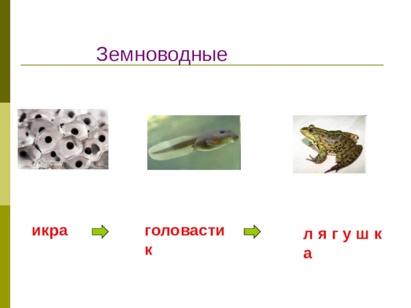 Икринка взрослая лягушка. Рисунок на тему размножение и развитие животных. Модель размножения животных 3 класс. Цепь икра головастик земноводное. Построй модели развития животных рыбы.