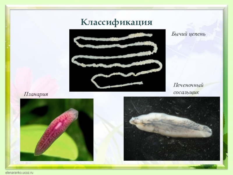 Тип плоские черви примеры животных. Широкий лентец ￼белая планария. Плоские черви бычий цепень. Плоские черви (сосальщики и ленточные черви).