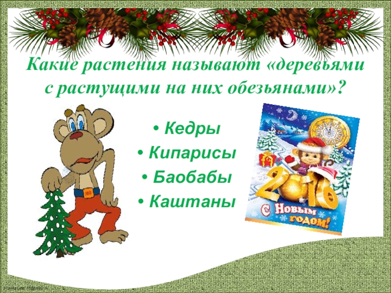 Презентация к классному часу Новогодняя викторина Какие растения называют «деревьями с растущими на них обезьянами»?КедрыКипарисыБаобабыКаштаны Какие растения называют «деревьями с растущими на них обезьянами»?КедрыКипарисыБаобабыКаштаны