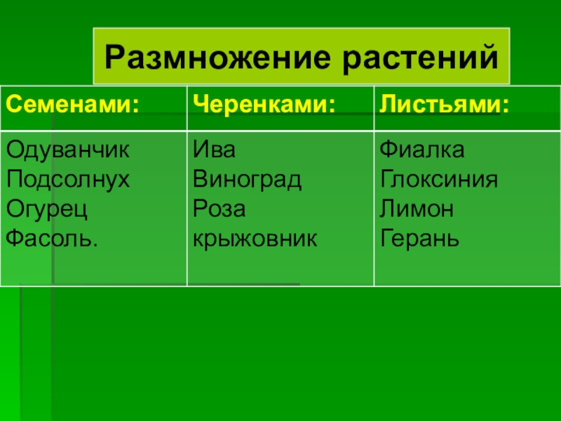 Размножение семенных растений. Размножение растений семенами. Семенные растения размножаются. Растения размножающиеся семенами. Семенное размножение растений.