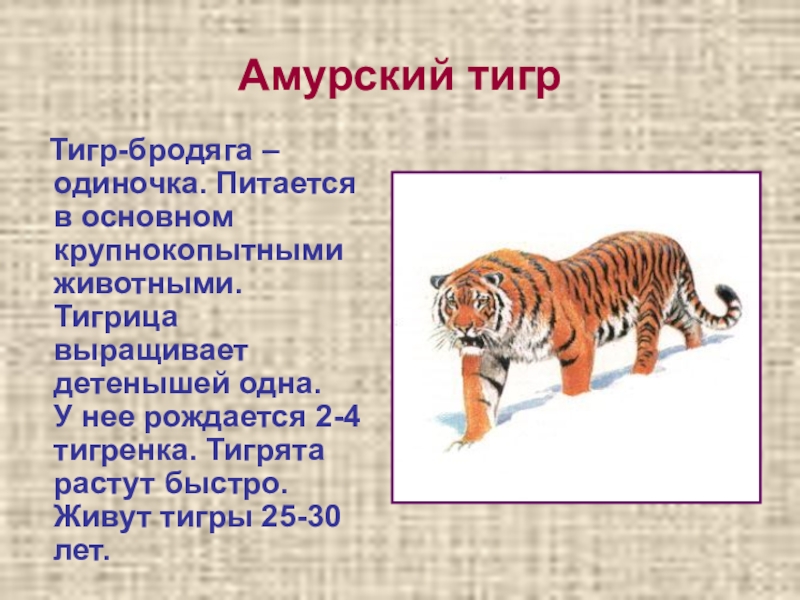 Последний год тигра в каком году был. Амурский тигр питается. Чем питается Амурский тигр. Амурского тигра. Описание Амурского тигра.