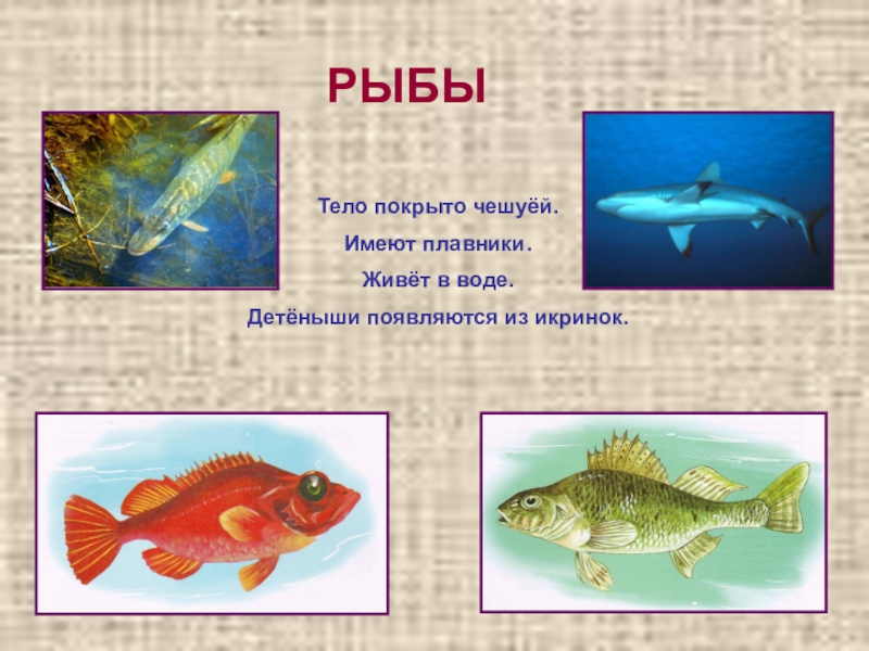 Укажите тип симметрии животного рыба