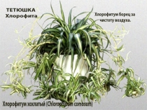 ЛОЦИЯ к уроку Дыхание и типы дыхания 6 класс.