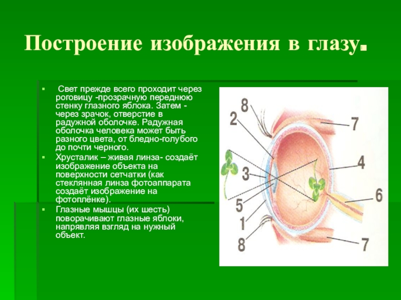 Стенки глазного яблока