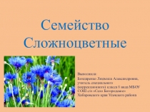 Презентация по биологии на тему Семейство Сложноцветные (7 класс)