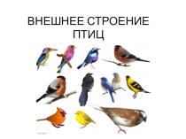 Внешнее строение птиц